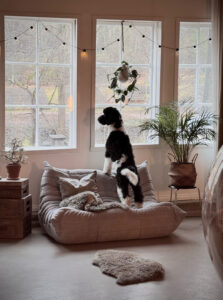 koira katsoo ikkunasta